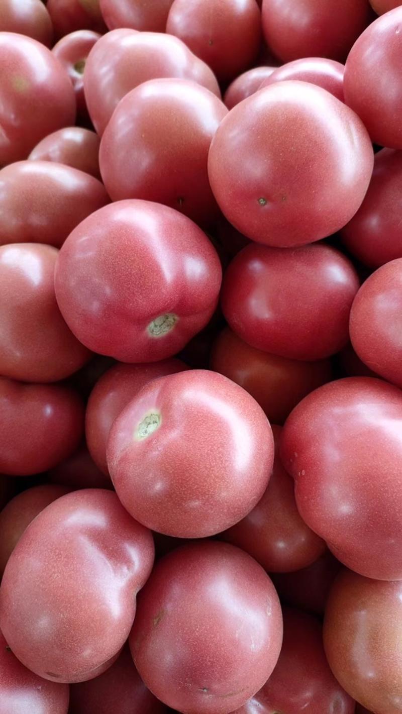 硬粉西红柿饶阳西红柿大量供应货源充足提供一条龙服务