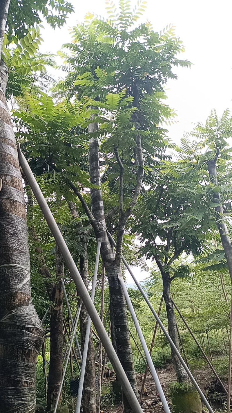 麻楝10～20公分