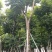 麻楝10～20公分