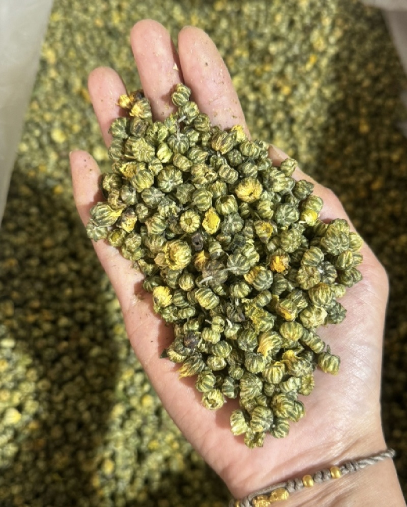 胎菊，新货无硫，过筛，金丝皇菊，实拍现货24小时内发货