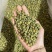 胎菊，新货无硫，过筛，金丝皇菊，实拍现货24小时内发货