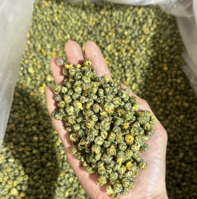 胎菊，新货无硫，过筛，金丝皇菊，实拍现货24小时内发货
