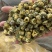 胎菊，新货无硫，过筛，金丝皇菊，实拍现货24小时内发货