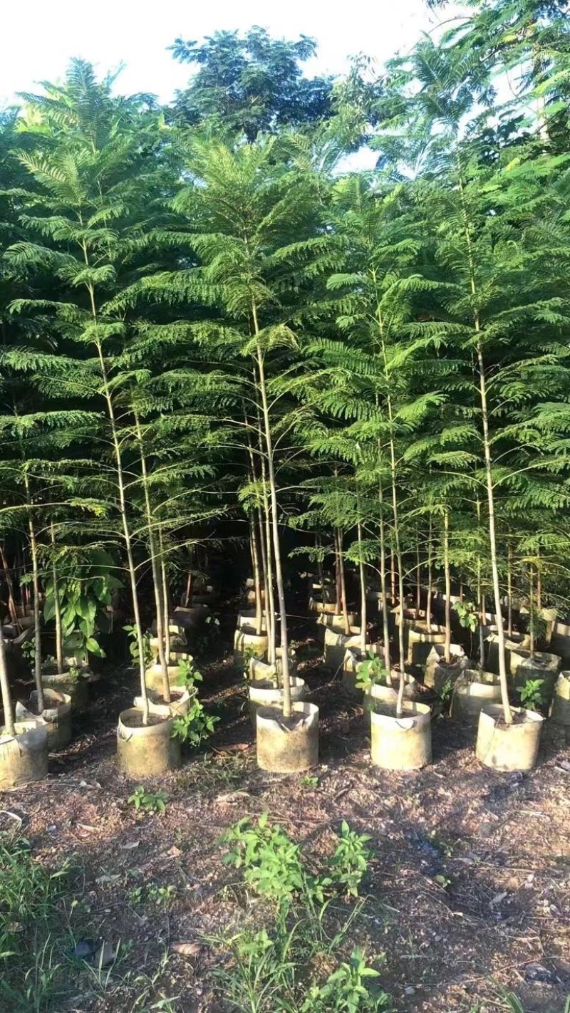 蓝花楹1～3公分