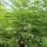 蓝花楹1～3公分