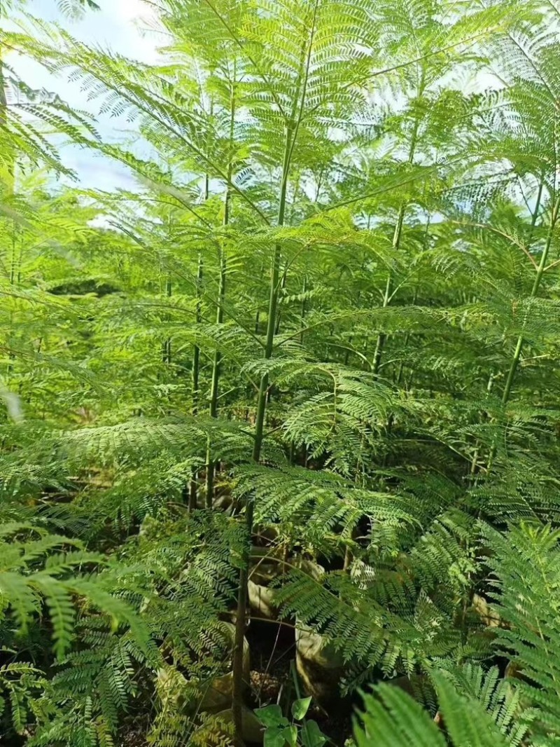 蓝花楹1～3公分