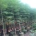 蓝花楹1～3公分