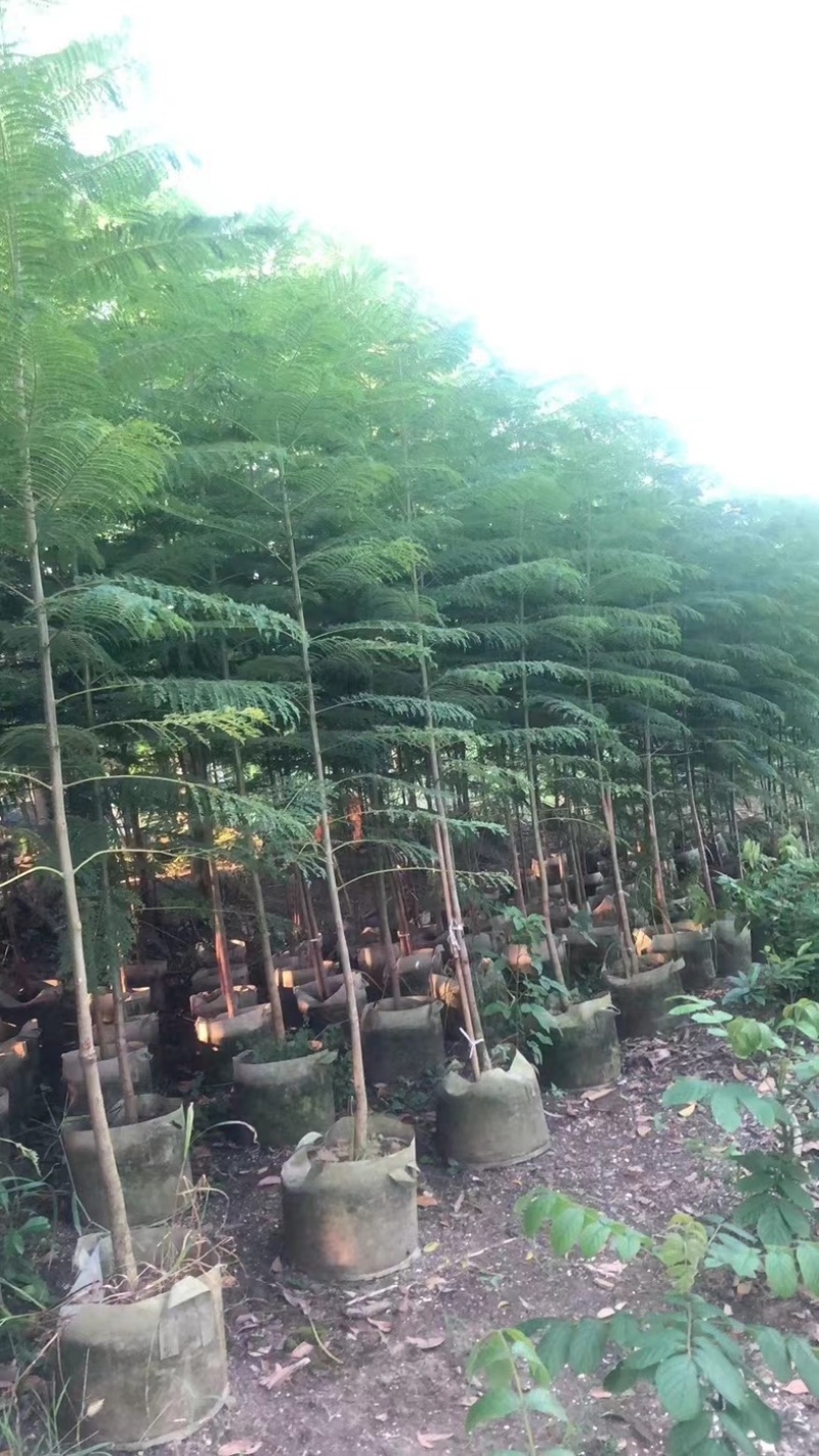 蓝花楹1～3公分