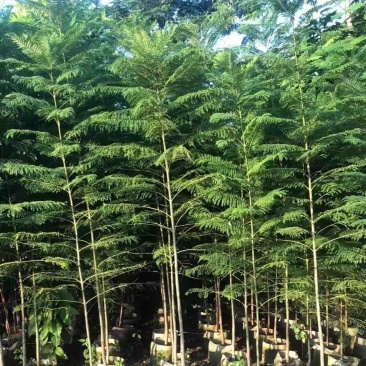 蓝花楹1～3公分