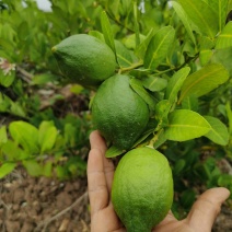 香水柠檬，广东柠檬大量供应，种植基地直发，新鲜采摘