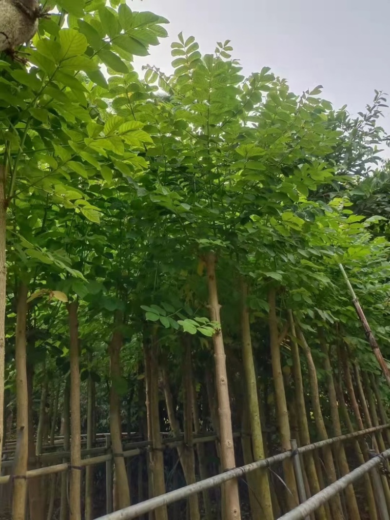 火焰木5～15公分