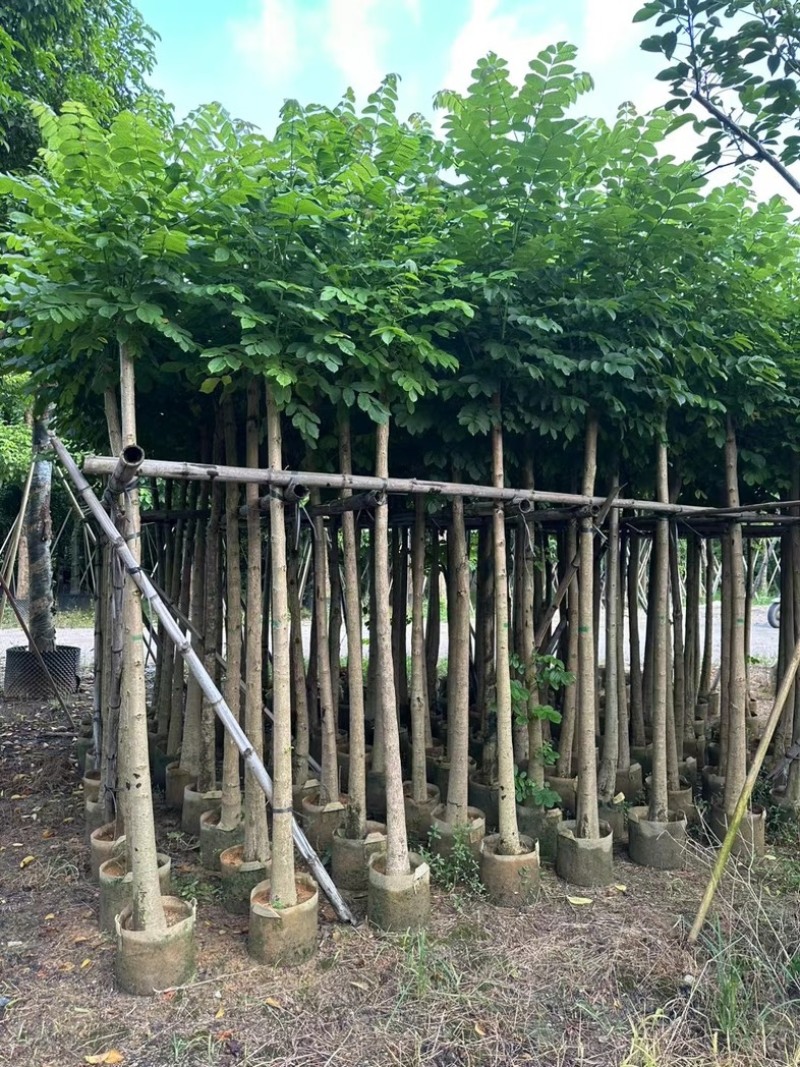 火焰木5～15公分