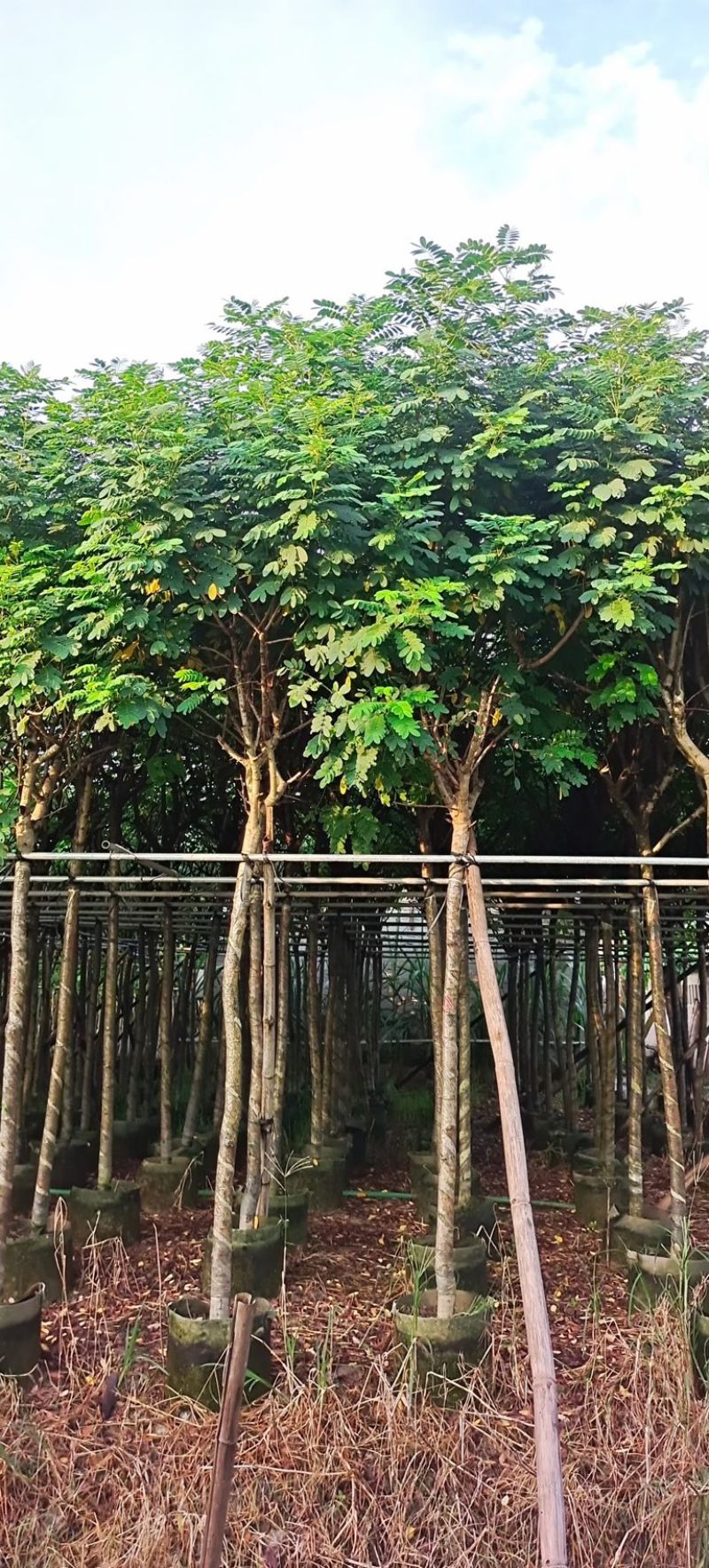 黄花槐5～10公分