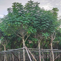 黄花槐5～10公分