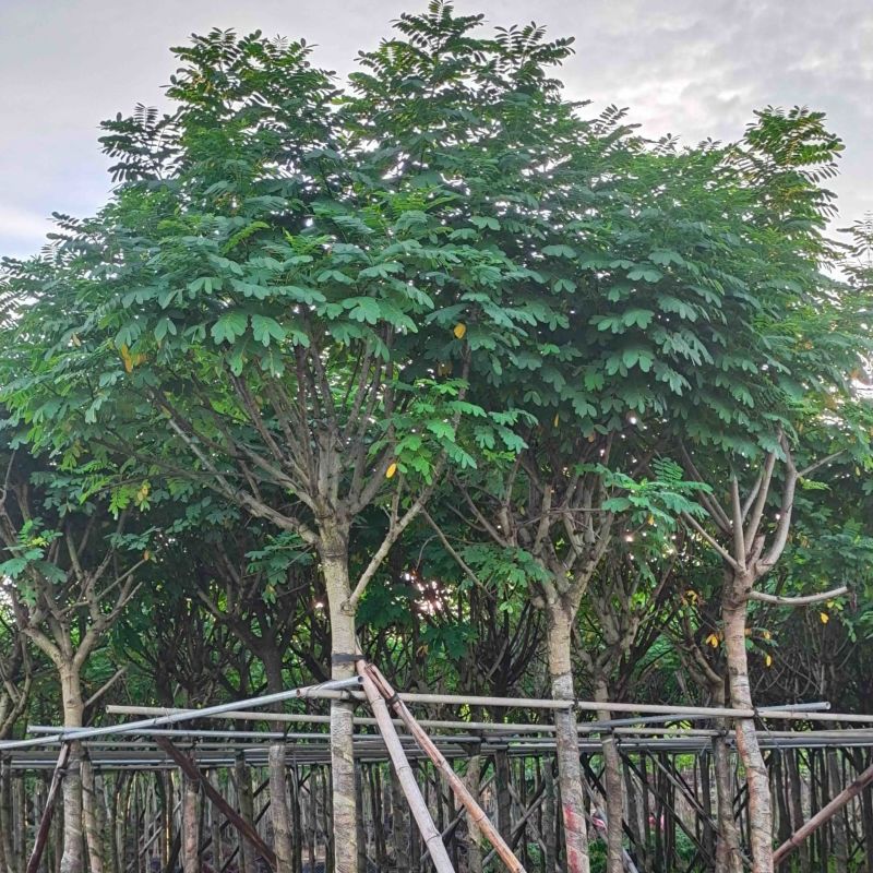 黄花槐5～10公分