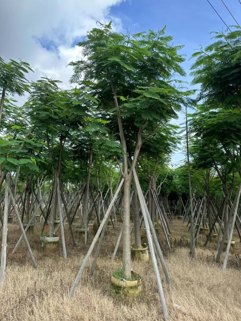 凤凰木10～20公分