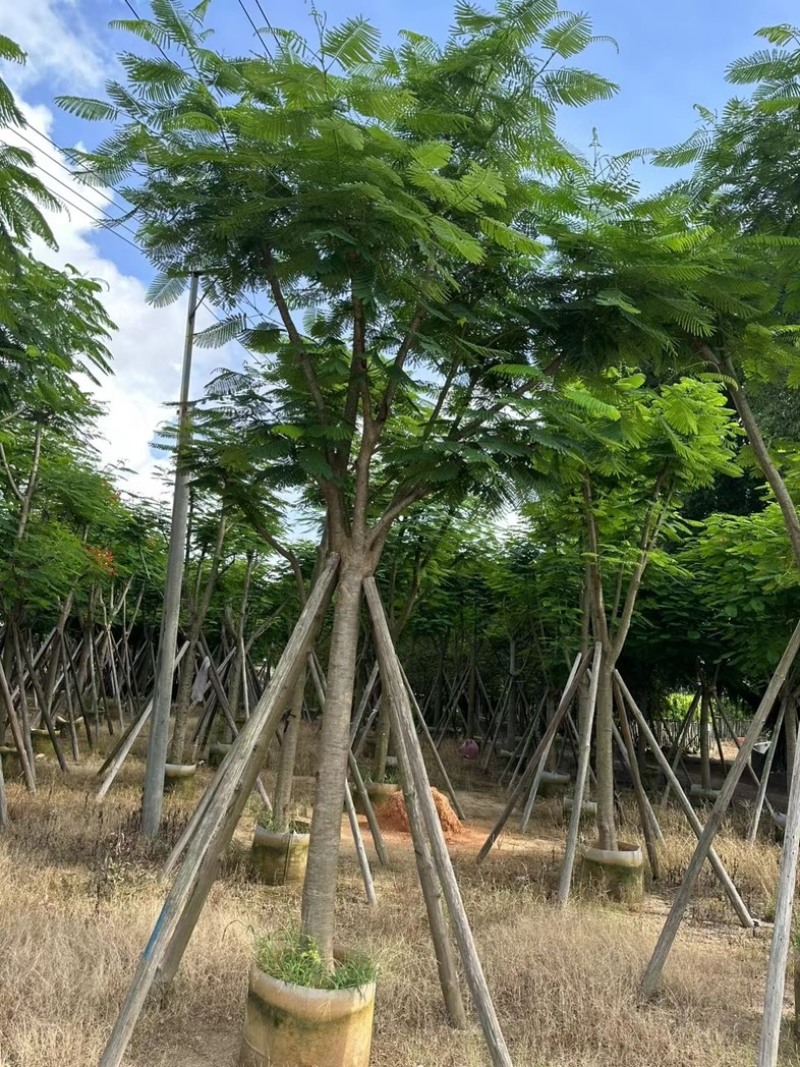 凤凰木10～20公分