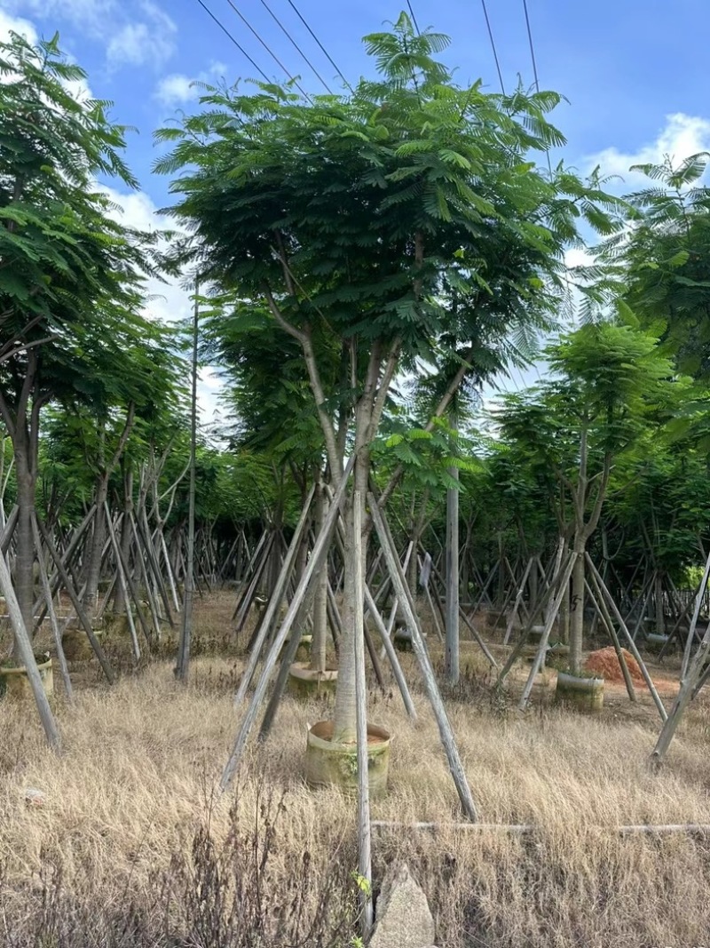 凤凰木10～20公分