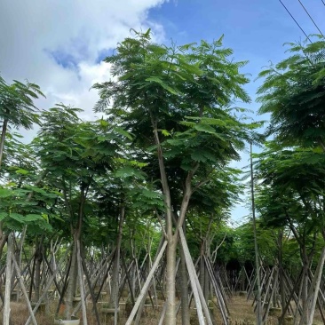 凤凰木10～20公分