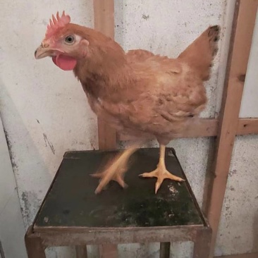 精品活鸡三黄鸡麻鸡厂家供应价格实惠量大从优欢迎咨询