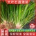 《石菖蒲种苗》大叶红心现挖现发宽叶窄叶保证成活率