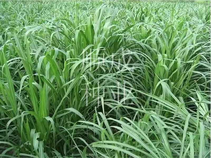 精品玉米草种子，基地直发，品质保证量大优惠