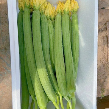 寿光鲜花丝瓜，大小都有，纸箱泡沫箱都有按需分拣打包