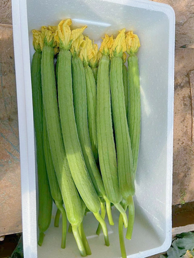 寿光鲜花丝瓜，大小都有，纸箱泡沫箱都有按需分拣打包