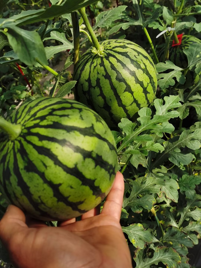 冰糖心小糖丸西瓜