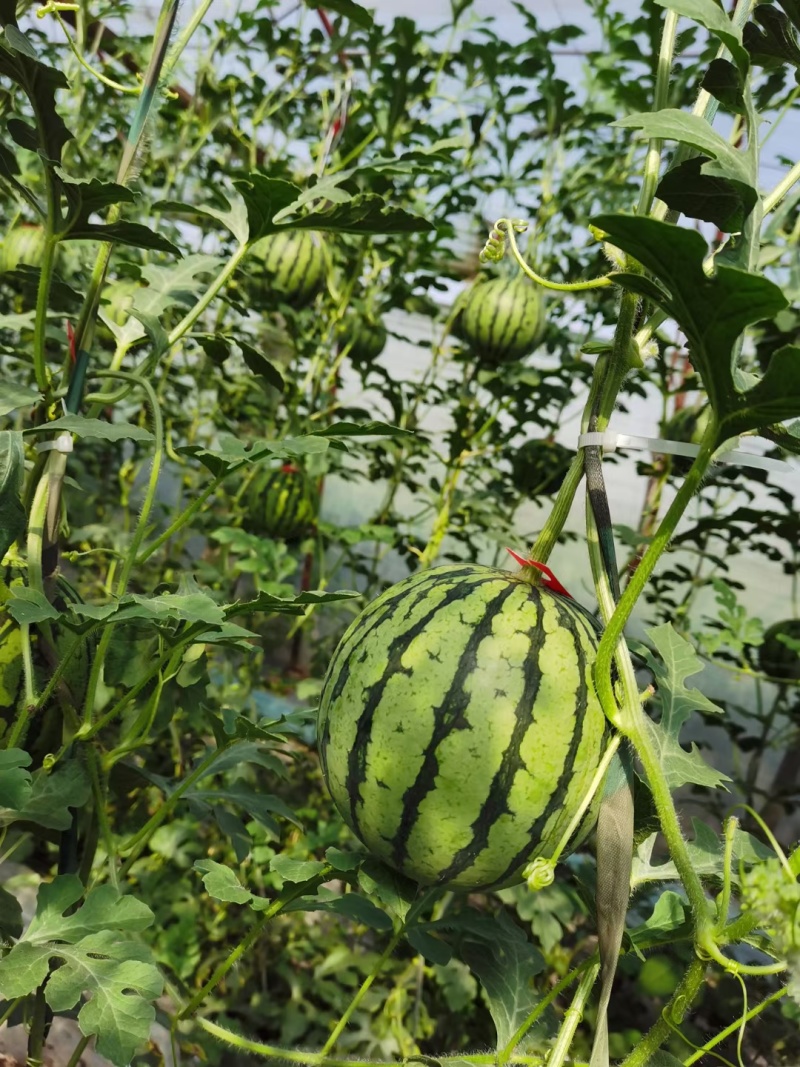 冰糖心小糖丸西瓜