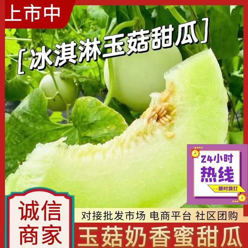 脆皮甜薄皮甜瓜，大量有货，欢迎联系