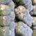 精品甘蓝圆白菜大量上市便宜好货价格实惠实力代办蔬菜