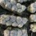 精品甘蓝圆白菜大量上市便宜好货价格实惠实力代办蔬菜
