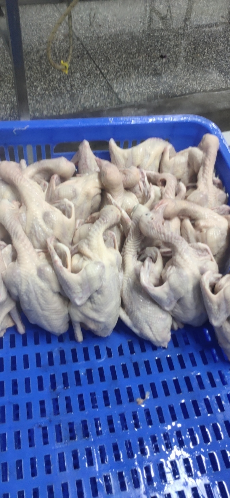 百凤村井冈飞鸽250g*2只