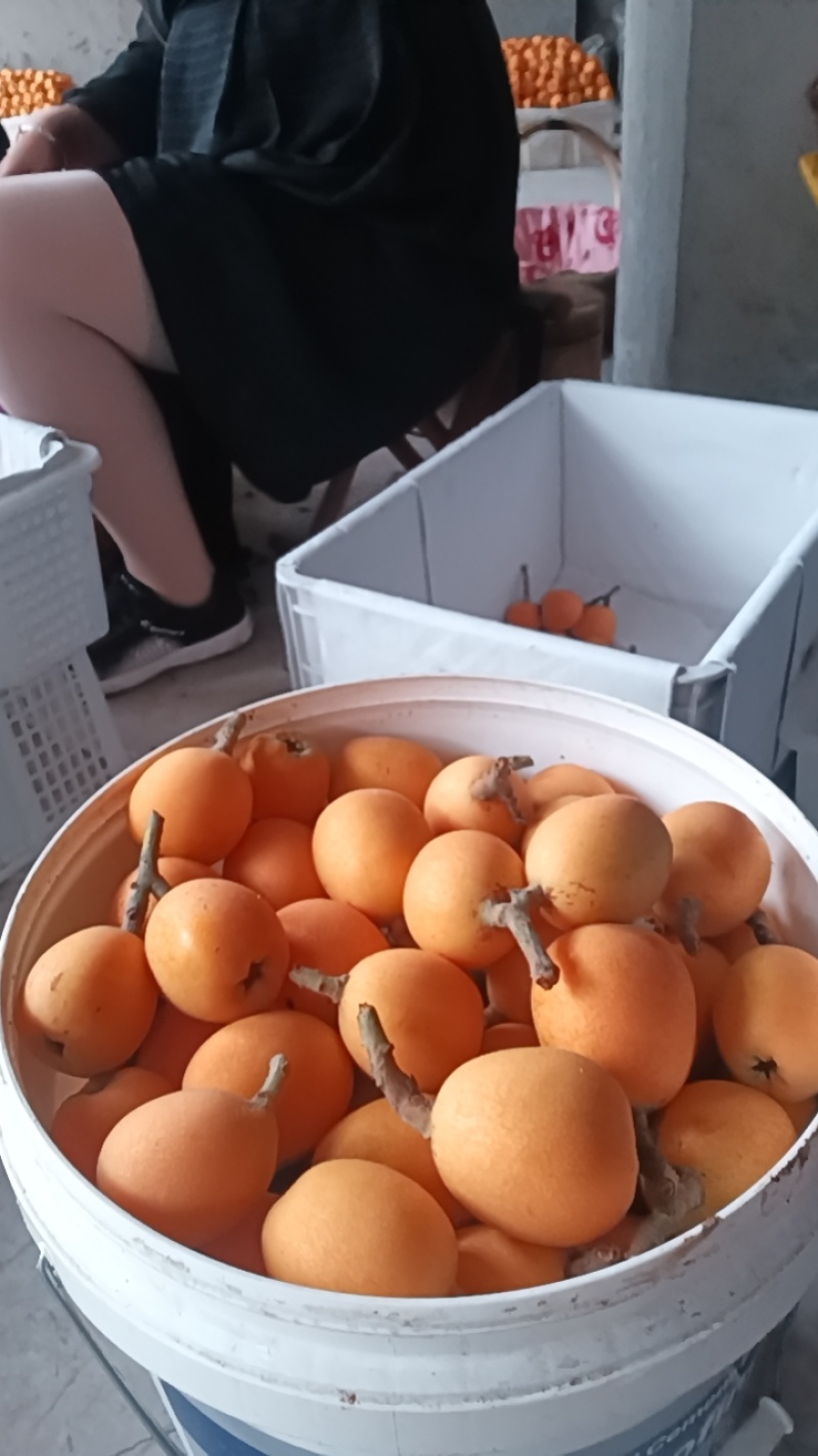 枇杷