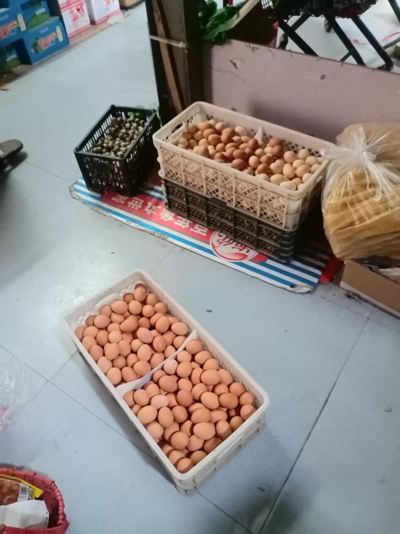 鸡蛋中的战斗鸡