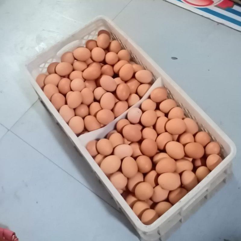 鸡蛋中的战斗鸡