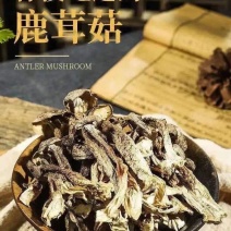 鹿茸菌新货鹿茸菇无硫新鲜香菇干货福建特产鹿茸菇可批发煲汤