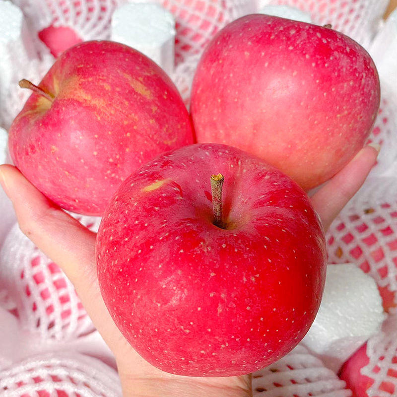 【红富士苹果】山东蒙阴苹果物美价廉需要的老板滴滴