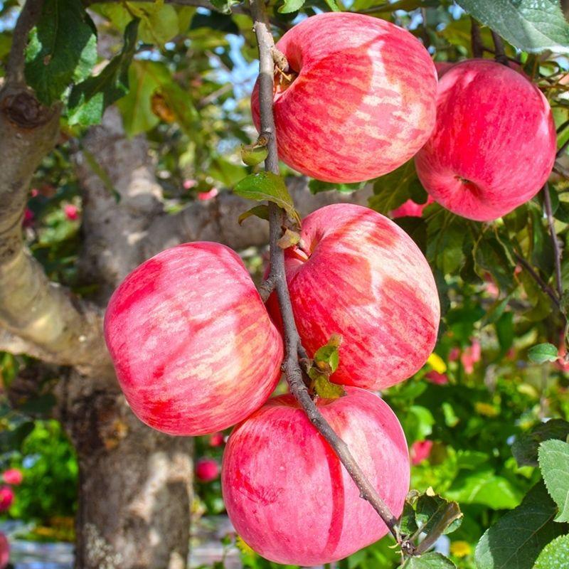 【红富士苹果】山东蒙阴苹果物美价廉需要的老板滴滴