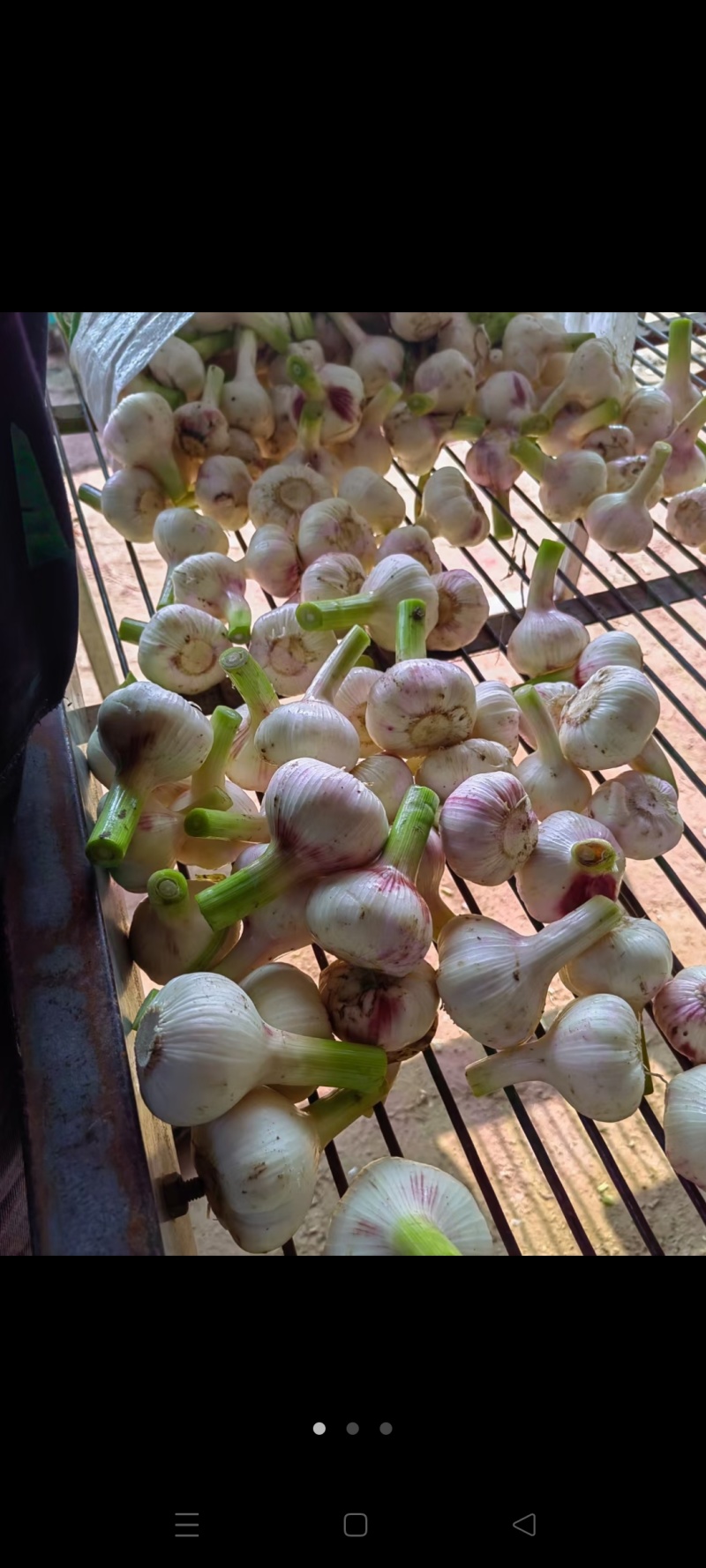 扒皮蒜大量上市中