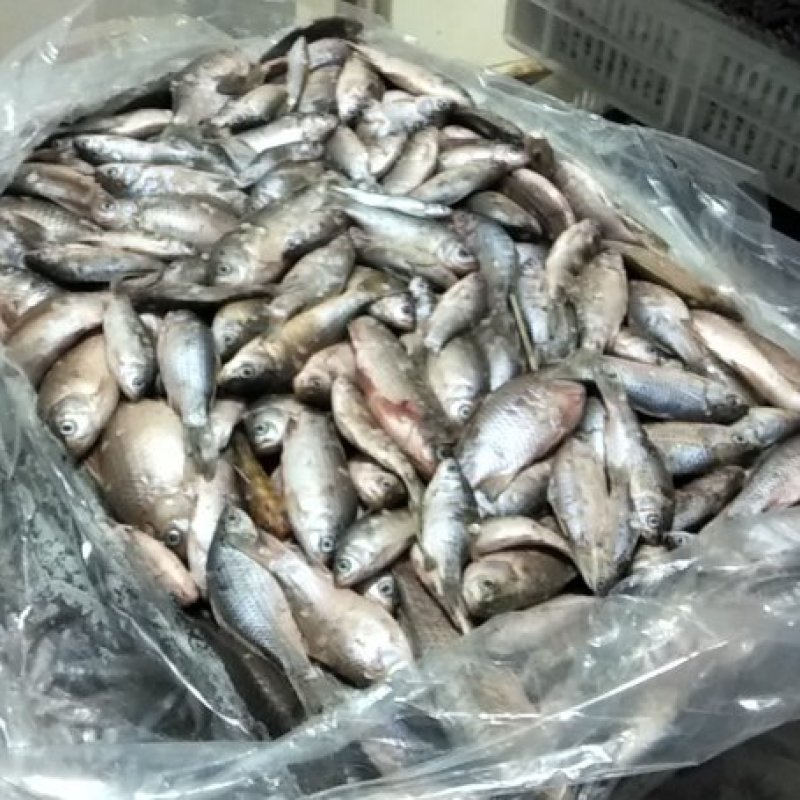饲料鱼