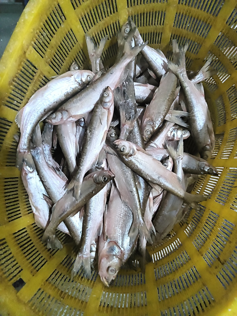 翘嘴鱼单冻统货