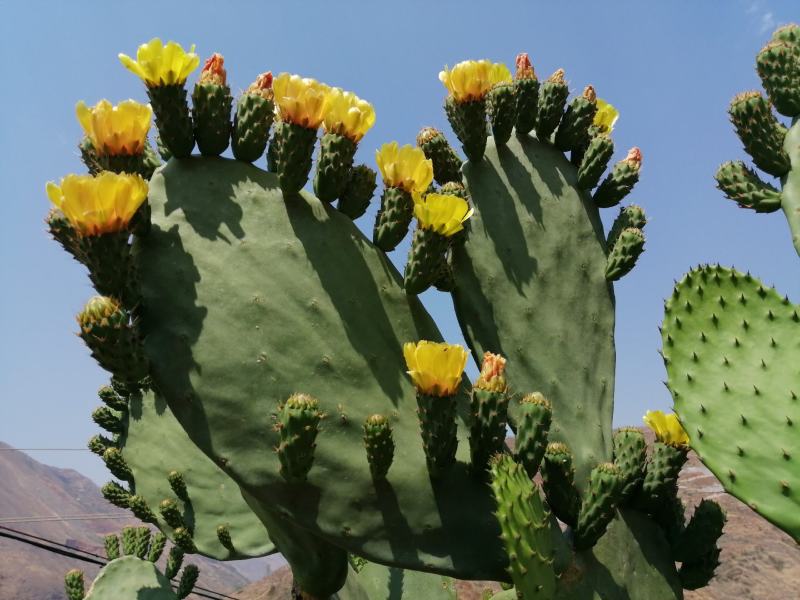 宝塔仙人掌黄果品种种植片
