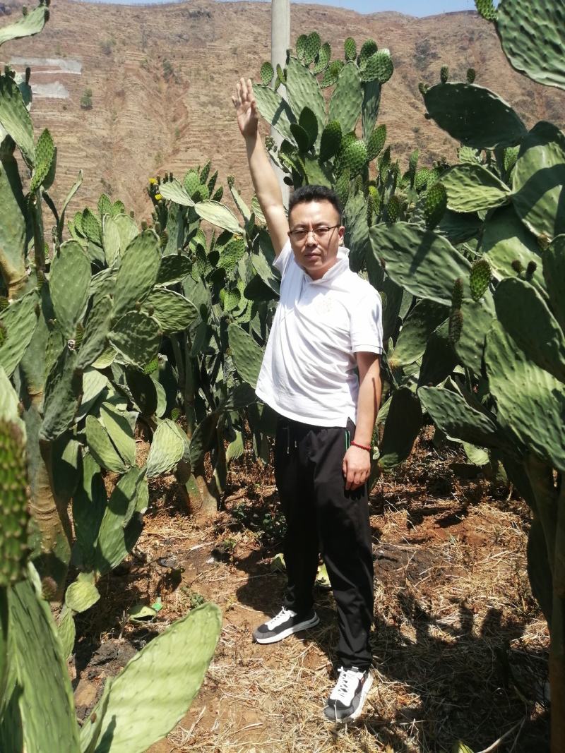 宝塔仙人掌黄果品种种植片
