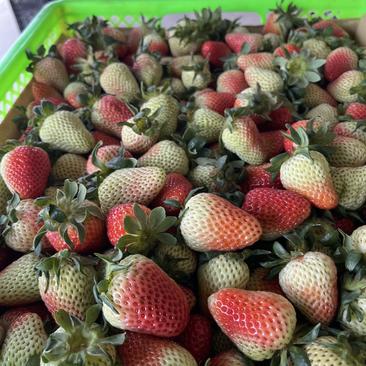 云南四季草莓商用草莓
