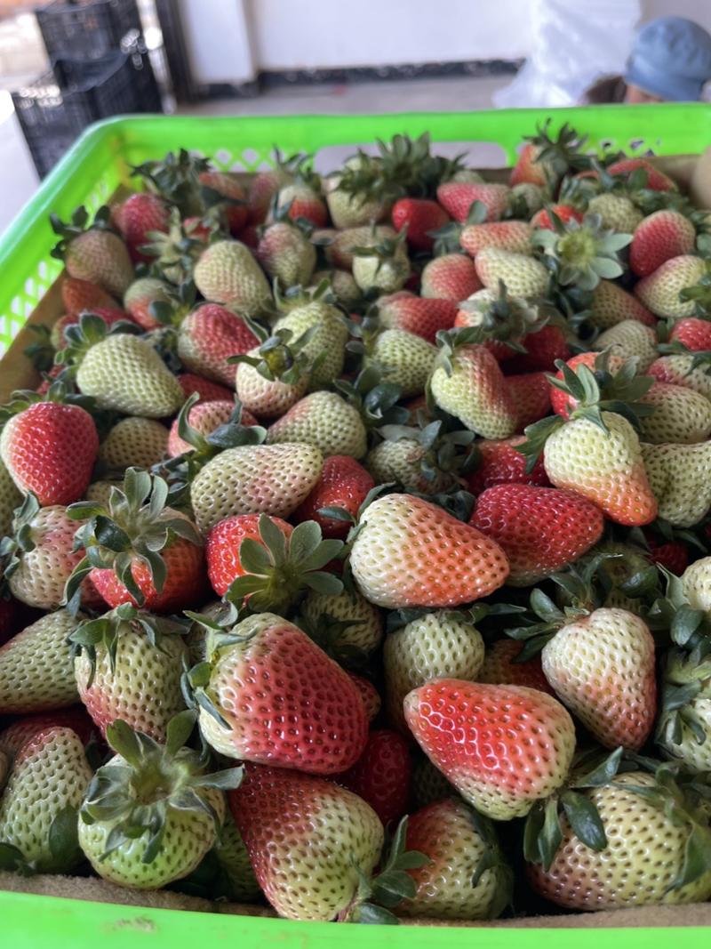 云南四季草莓商用草莓