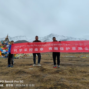 2024年青海玉树鲜草预订！一根鲜虫草3根干虫草!