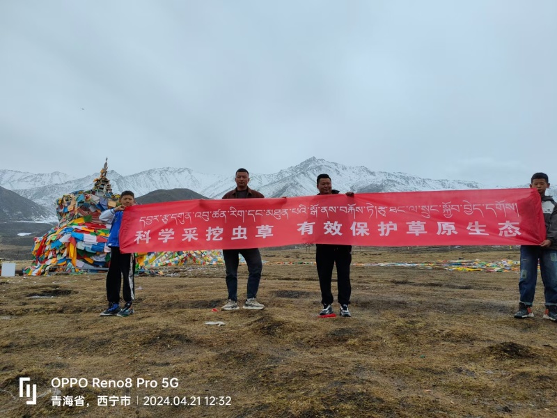 2024年青海玉树鲜草预订！一根鲜虫草3根干虫草!