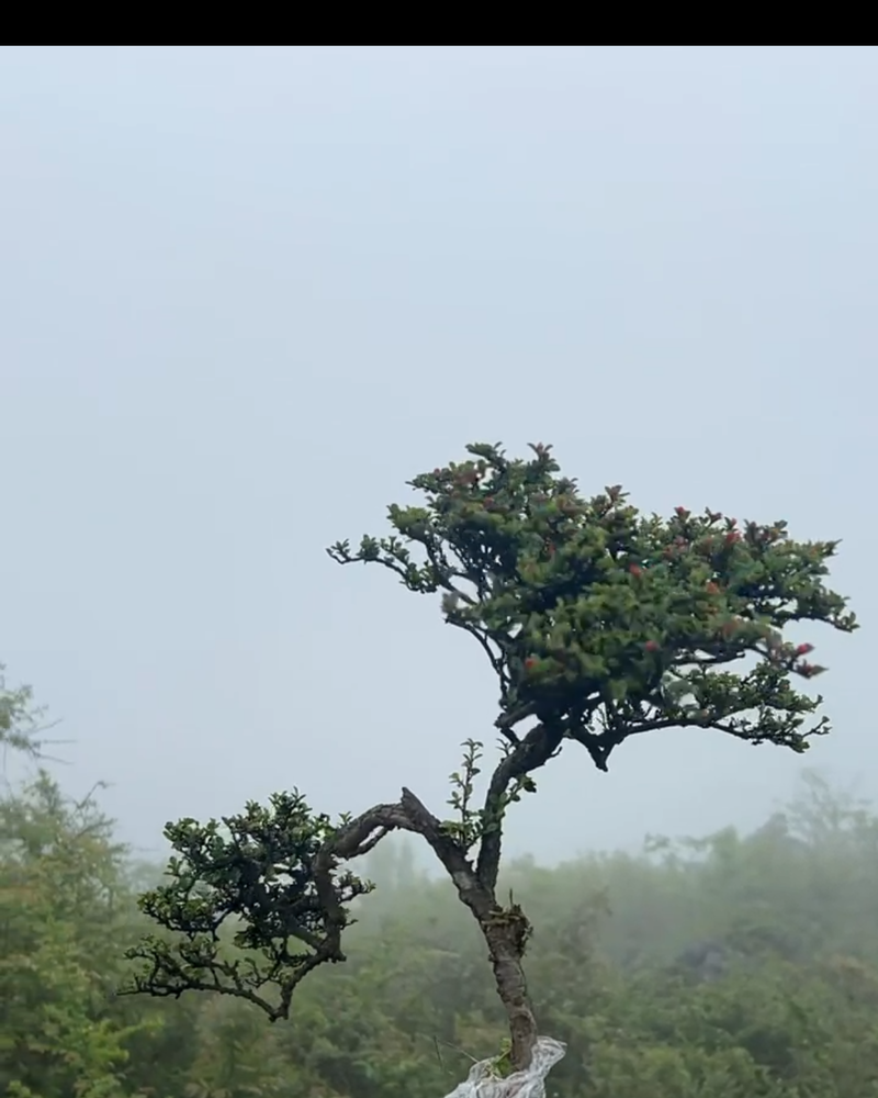 荀子